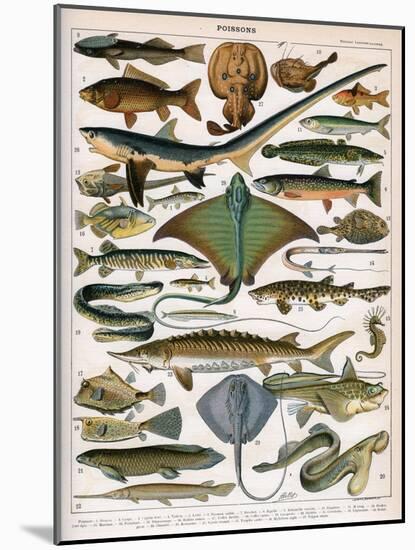 Illustration of Ocean Fish, C.1905-10-Alillot-Mounted Giclee Print