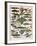 Illustration of Ocean Fish, C.1905-10-Alillot-Framed Giclee Print