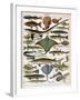 Illustration of Ocean Fish, C.1905-10-Alillot-Framed Premium Giclee Print