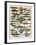 Illustration of Ocean Fish, C.1905-10-Alillot-Framed Premium Giclee Print