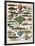 Illustration of Ocean Fish, C.1905-10-Alillot-Framed Giclee Print