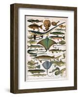 Illustration of Ocean Fish, C.1905-10-Alillot-Framed Giclee Print