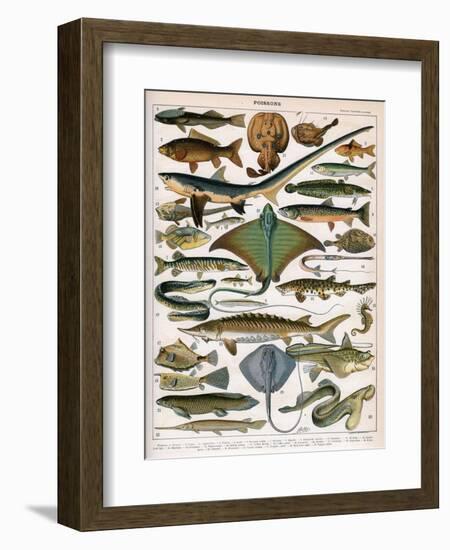 Illustration of Ocean Fish, C.1905-10-Alillot-Framed Giclee Print