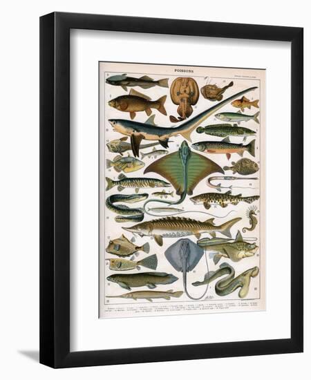 Illustration of Ocean Fish, C.1905-10-Alillot-Framed Giclee Print