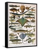 Illustration of Ocean Fish, C.1905-10-Alillot-Framed Stretched Canvas