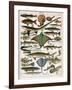 Illustration of Ocean Fish, C.1905-10-Alillot-Framed Giclee Print