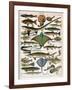 Illustration of Ocean Fish, C.1905-10-Alillot-Framed Giclee Print