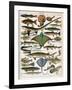 Illustration of Ocean Fish, C.1905-10-Alillot-Framed Giclee Print