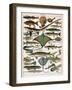 Illustration of Ocean Fish, C.1905-10-Alillot-Framed Premium Giclee Print