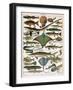 Illustration of Ocean Fish, C.1905-10-Alillot-Framed Premium Giclee Print