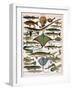 Illustration of Ocean Fish, C.1905-10-Alillot-Framed Premium Giclee Print