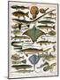 Illustration of Ocean Fish, C.1905-10-Alillot-Mounted Premium Giclee Print