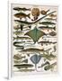 Illustration of Ocean Fish, C.1905-10-Alillot-Framed Premium Giclee Print