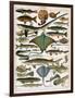 Illustration of Ocean Fish, C.1905-10-Alillot-Framed Premium Giclee Print