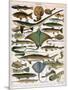 Illustration of Ocean Fish, C.1905-10-Alillot-Mounted Premium Giclee Print