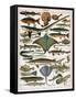 Illustration of Ocean Fish, C.1905-10-Alillot-Framed Stretched Canvas