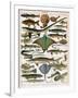 Illustration of Ocean Fish, C.1905-10-Alillot-Framed Giclee Print