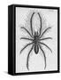 Illustration of Persian False Spider-null-Framed Stretched Canvas