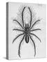 Illustration of Persian False Spider-null-Stretched Canvas