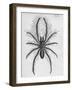 Illustration of Persian False Spider-null-Framed Giclee Print