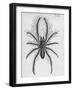 Illustration of Persian False Spider-null-Framed Giclee Print