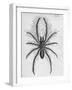 Illustration of Persian False Spider-null-Framed Giclee Print