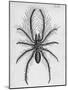 Illustration of Persian False Spider-null-Mounted Giclee Print