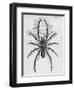 Illustration of Persian False Spider-null-Framed Giclee Print