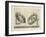 Illustration Of Sculpture-Wenzel Jamnitzer-Framed Giclee Print