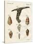 Illustration of Seashells, 1790-Jacob Xavier Schmuzer-Stretched Canvas