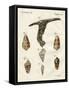 Illustration of Seashells, 1790-Jacob Xavier Schmuzer-Framed Stretched Canvas