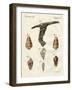 Illustration of Seashells, 1790-Jacob Xavier Schmuzer-Framed Giclee Print