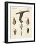 Illustration of Seashells, 1790-Jacob Xavier Schmuzer-Framed Giclee Print