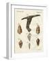 Illustration of Seashells, 1790-Jacob Xavier Schmuzer-Framed Giclee Print