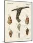 Illustration of Seashells, 1790-Jacob Xavier Schmuzer-Mounted Giclee Print