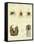 Illustration of Spiders, 1790-Jacob Xavier Schmuzer-Framed Stretched Canvas