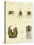 Illustration of Spiders, 1790-Jacob Xavier Schmuzer-Stretched Canvas