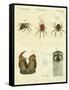 Illustration of Spiders, 1790-Jacob Xavier Schmuzer-Framed Stretched Canvas