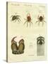 Illustration of Spiders, 1790-Jacob Xavier Schmuzer-Stretched Canvas