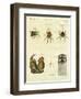 Illustration of Spiders, 1790-Jacob Xavier Schmuzer-Framed Giclee Print