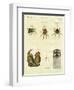 Illustration of Spiders, 1790-Jacob Xavier Schmuzer-Framed Giclee Print