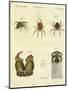 Illustration of Spiders, 1790-Jacob Xavier Schmuzer-Mounted Giclee Print