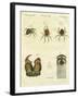 Illustration of Spiders, 1790-Jacob Xavier Schmuzer-Framed Giclee Print