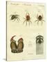 Illustration of Spiders, 1790-Jacob Xavier Schmuzer-Stretched Canvas