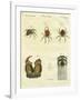 Illustration of Spiders, 1790-Jacob Xavier Schmuzer-Framed Giclee Print