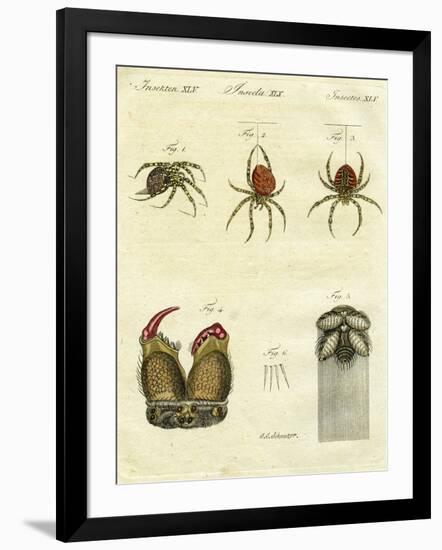 Illustration of Spiders, 1790-Jacob Xavier Schmuzer-Framed Giclee Print