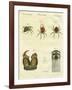 Illustration of Spiders, 1790-Jacob Xavier Schmuzer-Framed Giclee Print