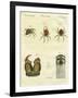 Illustration of Spiders, 1790-Jacob Xavier Schmuzer-Framed Giclee Print