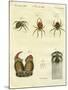 Illustration of Spiders, 1790-Jacob Xavier Schmuzer-Mounted Giclee Print