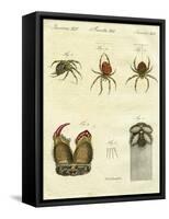 Illustration of Spiders, 1790-Jacob Xavier Schmuzer-Framed Stretched Canvas